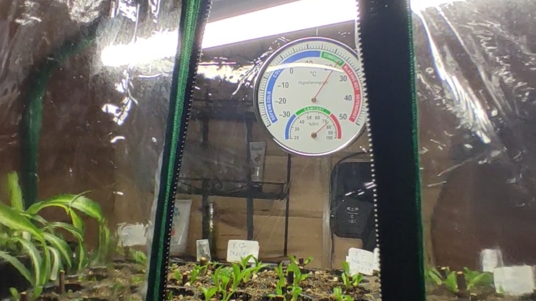 📍Основные условия для черенкования гортензий.