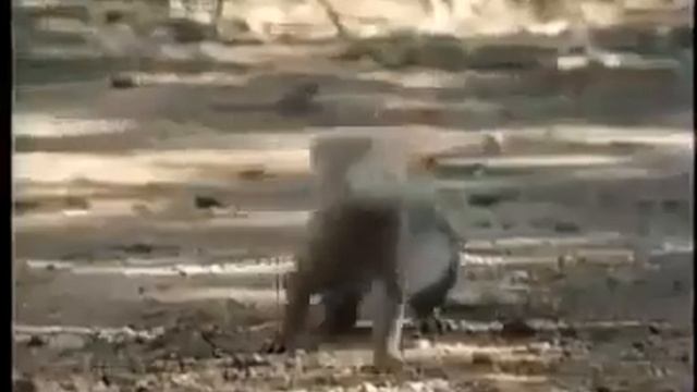 KOMODO EJDERİ ile KRAL KOBRA YILANI - En Vahşi Hayvan Kavgaları смотреть онлайн