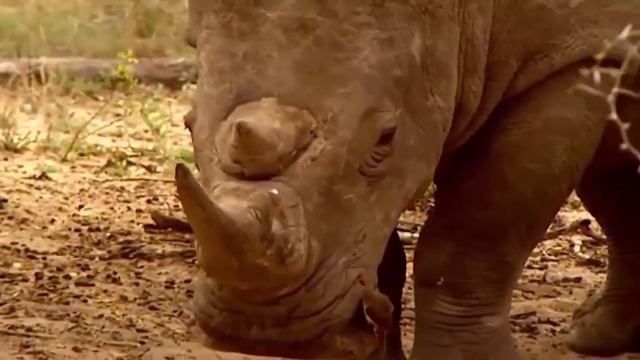 Craziest Animal Attacks King Lion vs Buffalo Gorilla Crocodile Leopard Wild Dogs Hyena Elephant смотреть онлайн