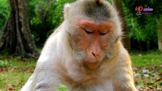 Poor Pregnant Monkey June Nearly Give Birth Soon-Pregnant June Need Food Support Her Baby смотреть онлайн