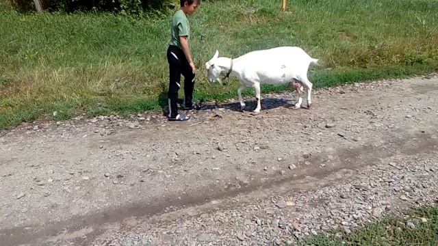 Битва с козой