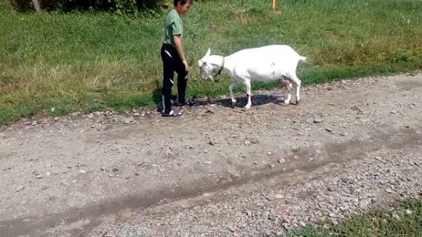 Битва с козой