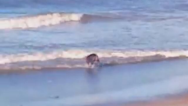 Taira sventojoje :) смотреть онлайн