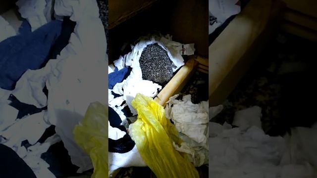 Ёж Моня дом себе построил смотреть онлайн