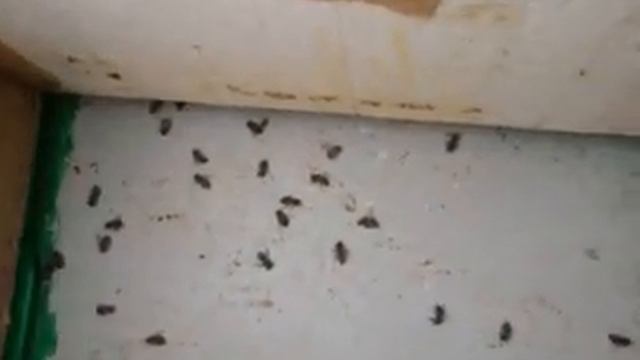 Зимовка карники пешец ио смотреть онлайн