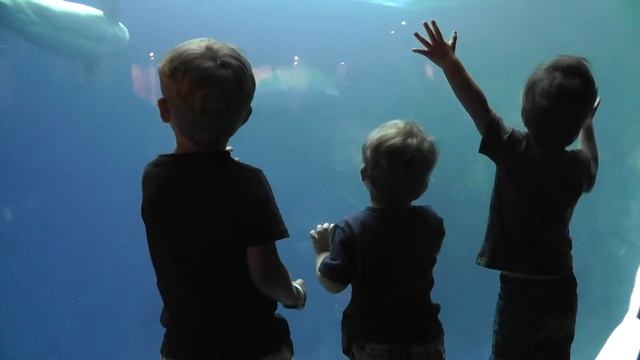 Beluga Whales at Shedd Aquarium - September 2015 смотреть онлайн