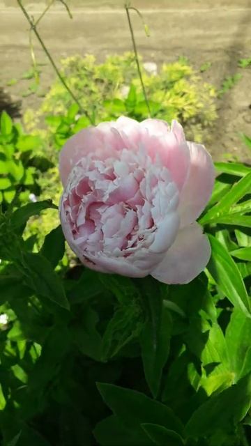 Ароматы лета. Садовый пион "Красивый нежно розового цвета ".Garden peony "Beautiful pale pink color смотреть онлайн