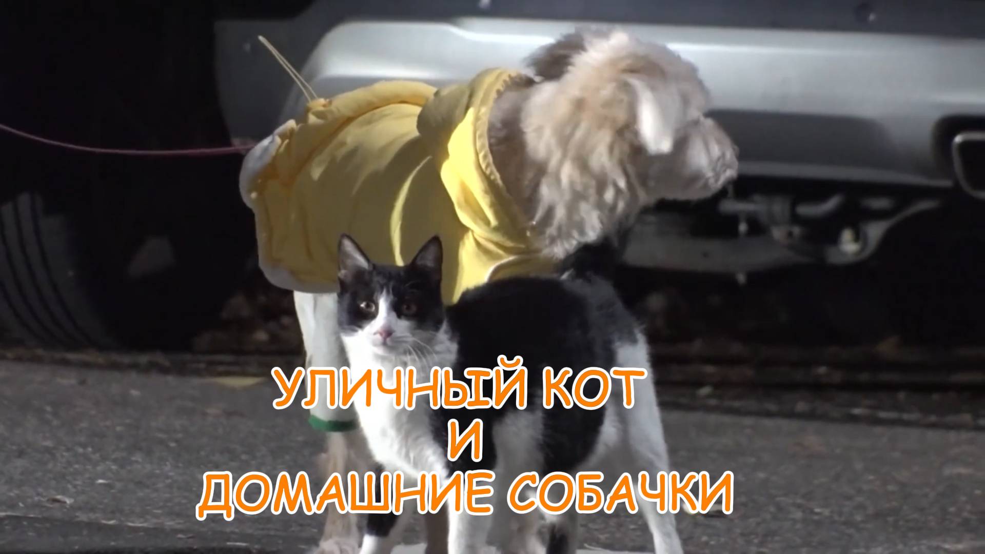 Уличный кот, который искал друзей. смотреть онлайн