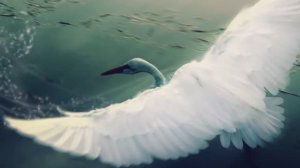 В.Ободзинский - Белые крылья.