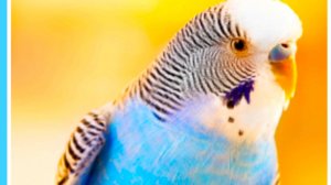 Учим названия Птиц и их голоса / Развивающий мультфильм для самых маленьких детей