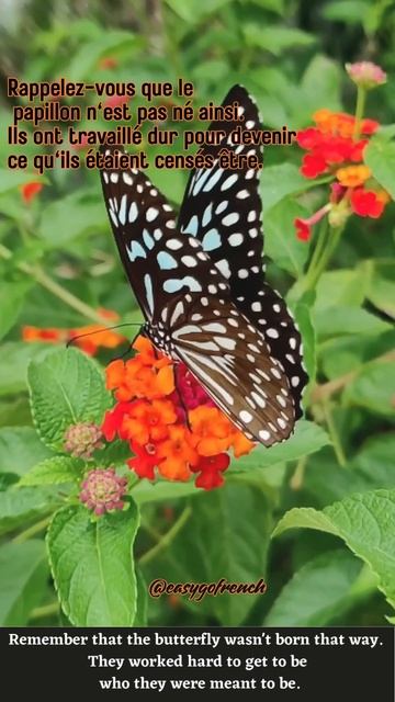 Inspirational French Quotes with English Translation #citationdujour #education #languagelearning смотреть онлайн