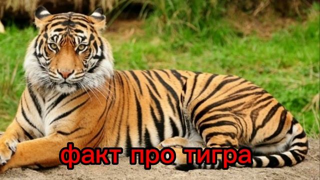 факт про тигра🐅 смотреть онлайн