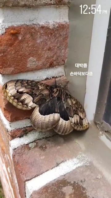 얼굴보다 큰 나방? смотреть онлайн