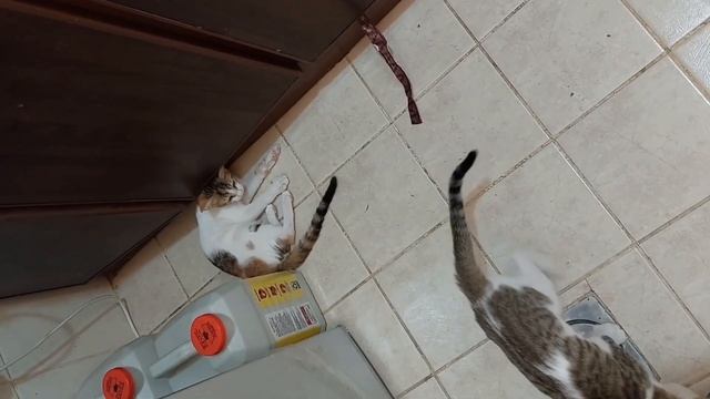 고양이 중성화 - 암컷 묘생의 슬픈 운명 смотреть онлайн