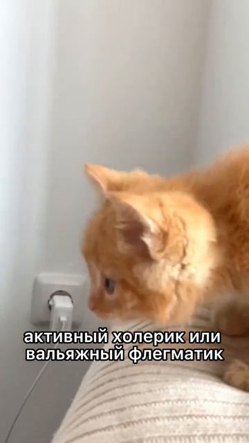 Во сколько месяцев брать котенка домой? смотреть онлайн