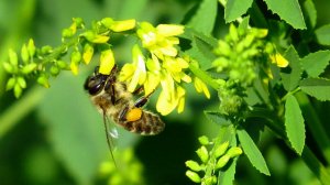 Донник-первоклассный медоносы. Агротехника выращивания.
