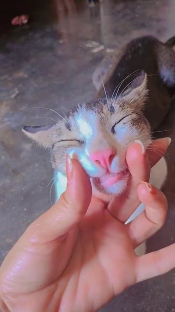 Teeth dekho 😁 смотреть онлайн