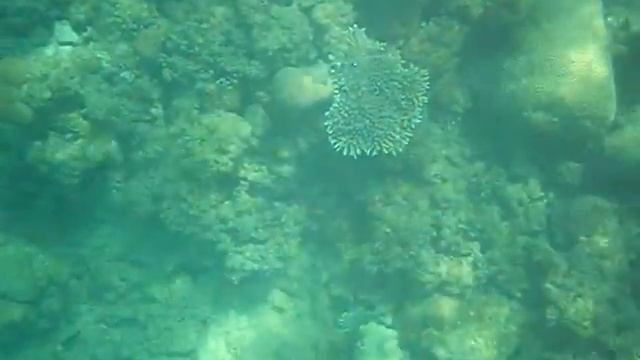 jasmin village hurghada hausriff 2 смотреть онлайн