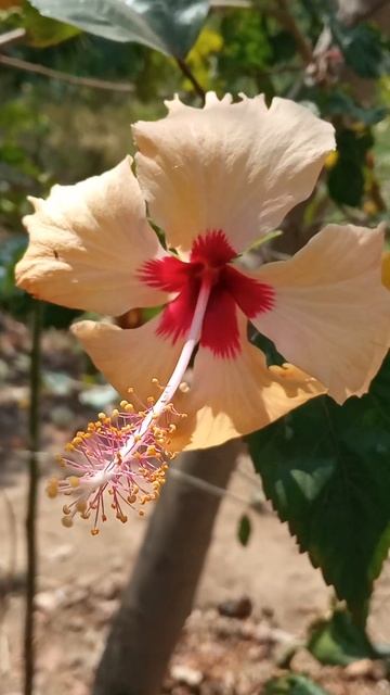 Hibiscus 🌺🌺. #shorts #viralvideo #trending #hibiscus 🌺🌺 #flower смотреть онлайн