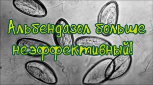 Энтеробиоз (острицы) неизлечим | Альбендазол неэффективный