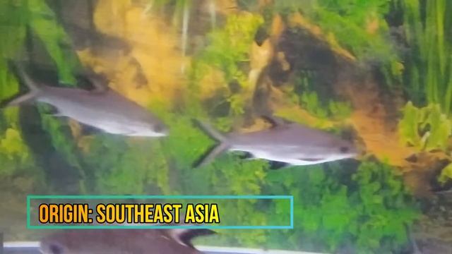 SILVER SHARK смотреть онлайн
