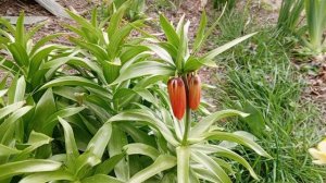 video_2025-03-25_13-02-12