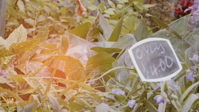 Have a look behind Columbia Road Flower Market смотреть онлайн