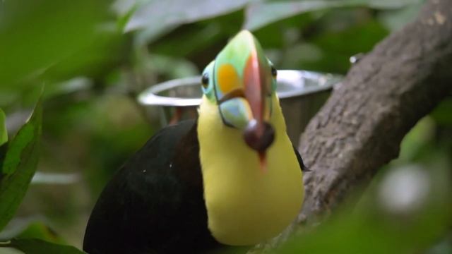 Yellow black toucan eating 🤍#shorts #youtubeshorts #toucan смотреть онлайн