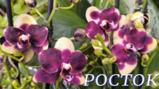 №1052/ СВЕЖАЯ поставка СОРТОВЫХ орхидей по СЛАДКИМ ценам в с/ц РОСТОК смотреть онлайн