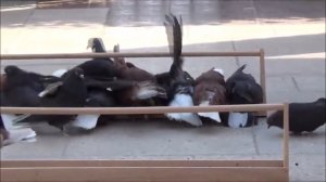 Голуби  Мелитопольские. Питомник  Одуда С.В.