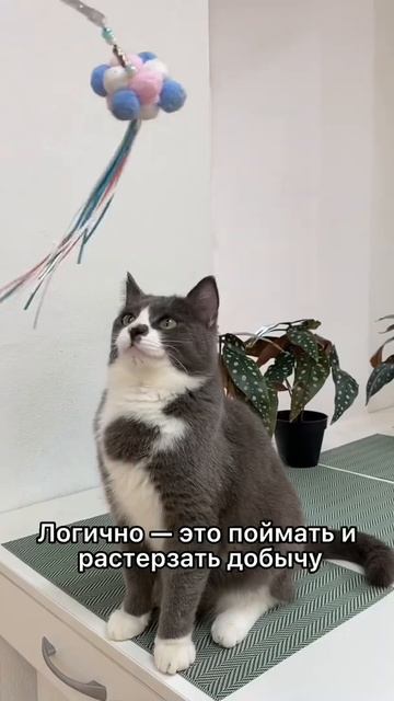 Почему кошка не играет? смотреть онлайн