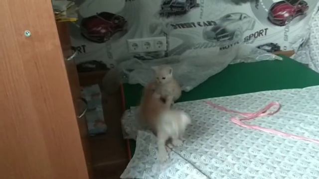 котики смотреть онлайн