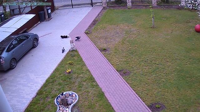 Вороны-уходи, кот-не уйду! смотреть онлайн