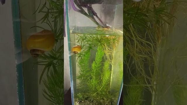 Ваза-аквариум смотреть онлайн