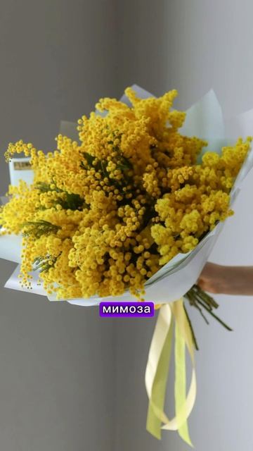 Опасные растения! ⚠️ в первом комментарии написала где найти полный список. #зоопсихолог #прокошек смотреть онлайн