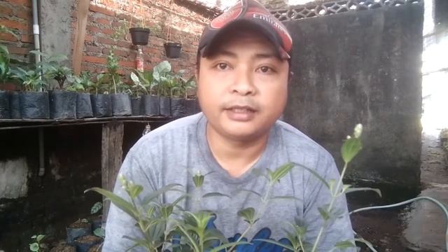 Mengenal Taibo China yang cantik..!!#tanamanunik#tanamankoleksi смотреть онлайн