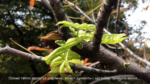 HORROR global warming КВІТНУЧІ КАШТАНИ в кінці вересня смотреть онлайн