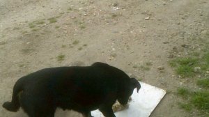 Пёс 1 - 3 серия 2 сезон каша малаша