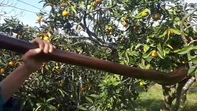 Инструмент для развития легких( диджериду) смотреть онлайн