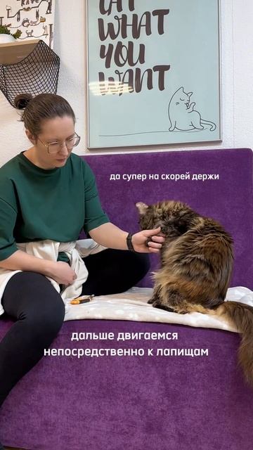 Учим кошку, часть вторая! смотреть онлайн