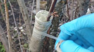 как я прививаю деревья весной , прививка в расщеп.