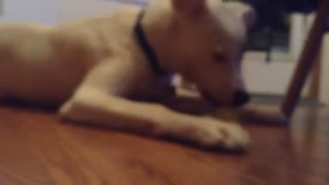 I gave my dog a lemon смотреть онлайн