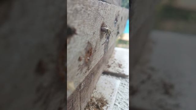 Centris sp. Abelha coletora de óleo смотреть онлайн