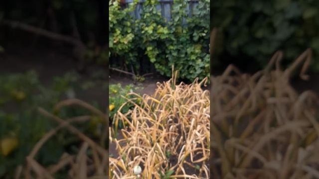 уборка озимого чеснока.