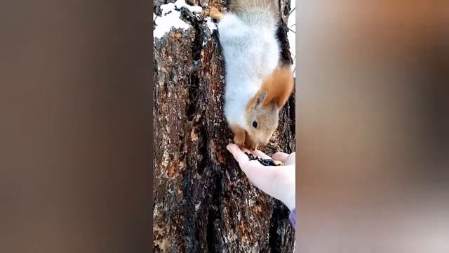 Таинственная белка🐾 смотреть онлайн