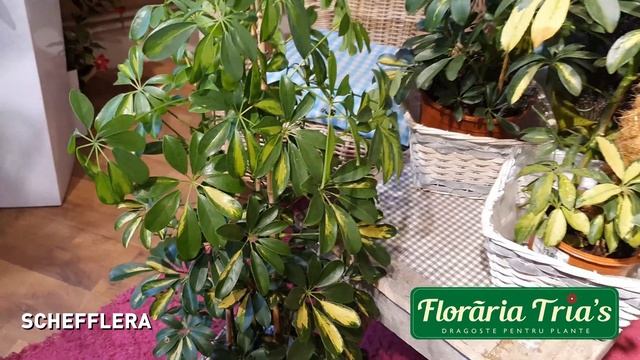 Palmierul Umbrela - Schefflera. Afla Cum Sa Il Intretii In Apartament