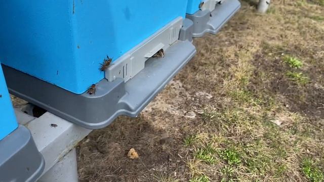 Весенний погожий денёк! Пчела в работе) смотреть онлайн