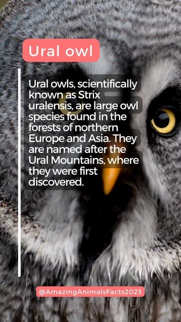 Ural Owl facts смотреть онлайн