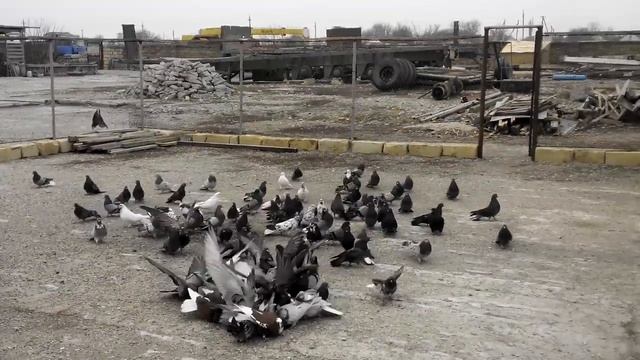 Николаевские голуби. Так как погод нет, будем смотреть то что не выкладывалось раньше. смотреть онлайн