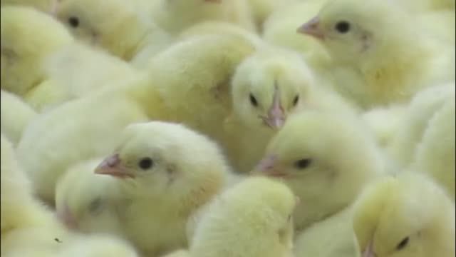 "Элинар-Бройлер"